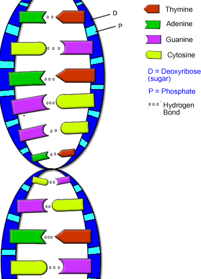 Labeled Dna Model Project Labeled Dna Model Project