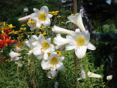 White "Trumpet Lilies"