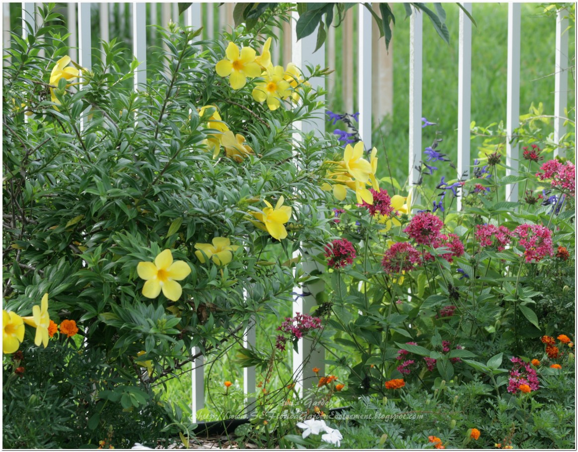 Southeast Florida Garden Evolvement June Garden Update