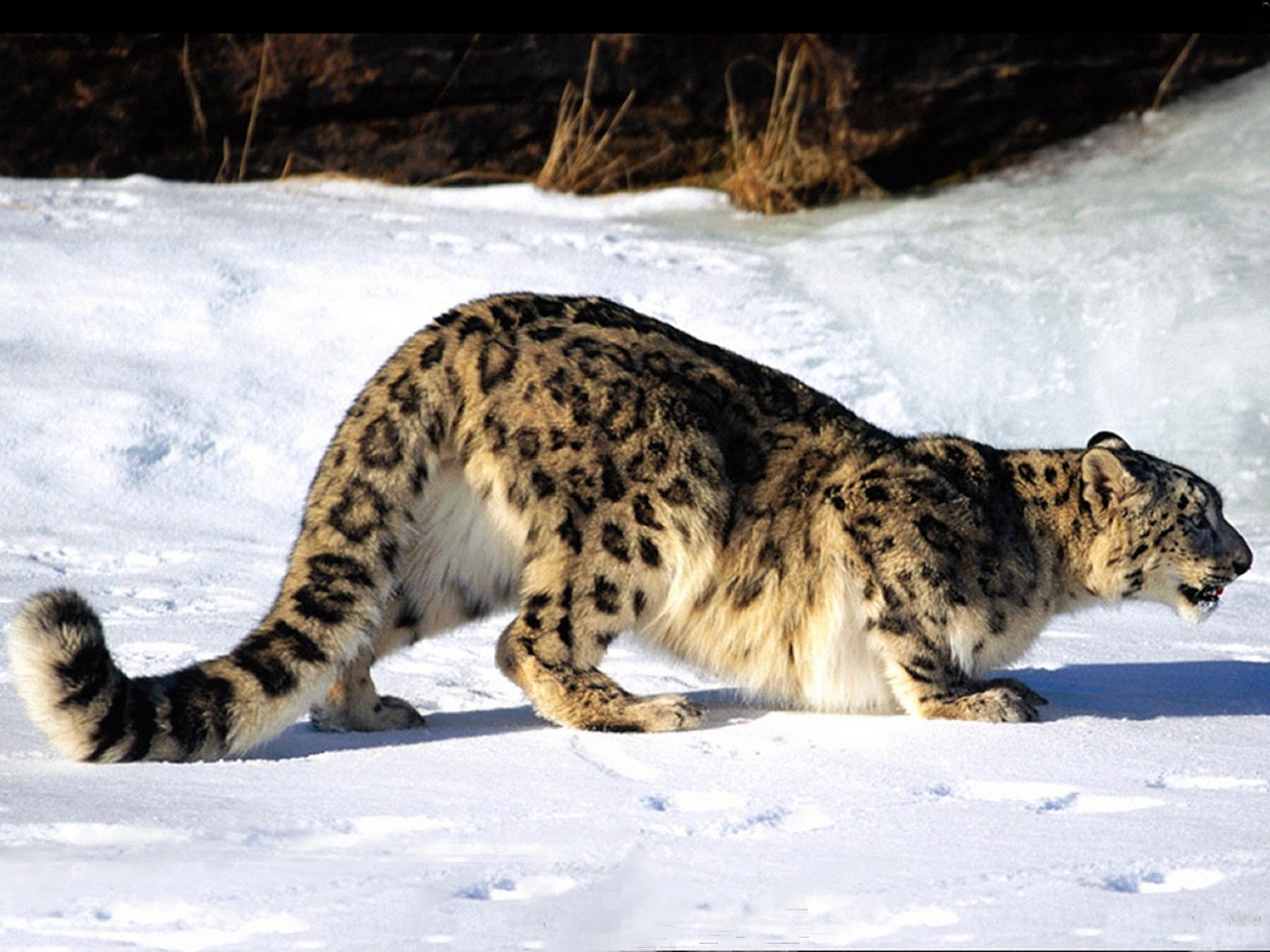 Spotted Snow Leopard