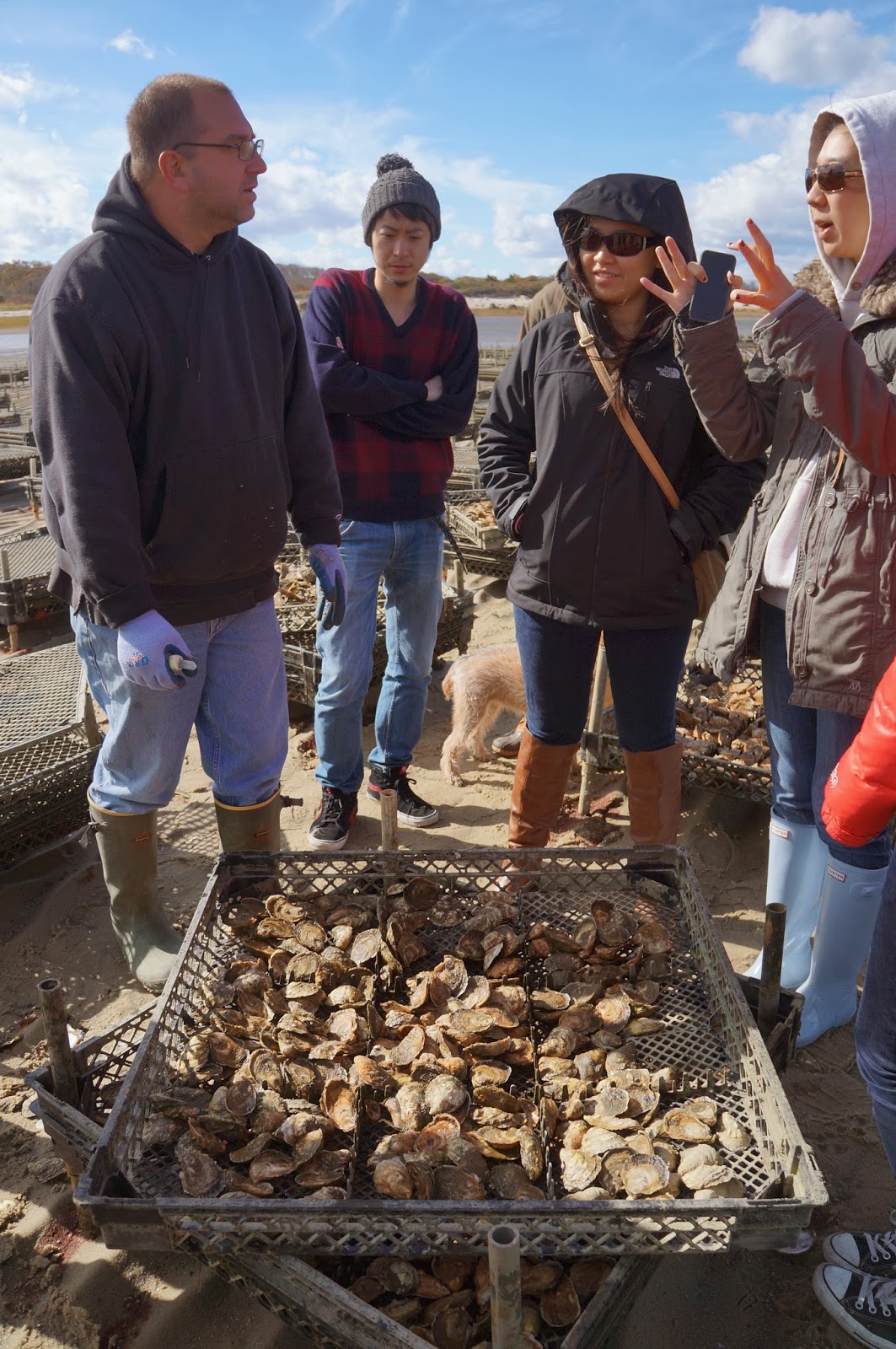 Massachusetts Oyster Project Tour of Big Rock Oyster Farm Rocks!