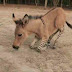 Zonkey: διασταύρωση ζέβρας (zebra) γαϊδάρου (donkey)