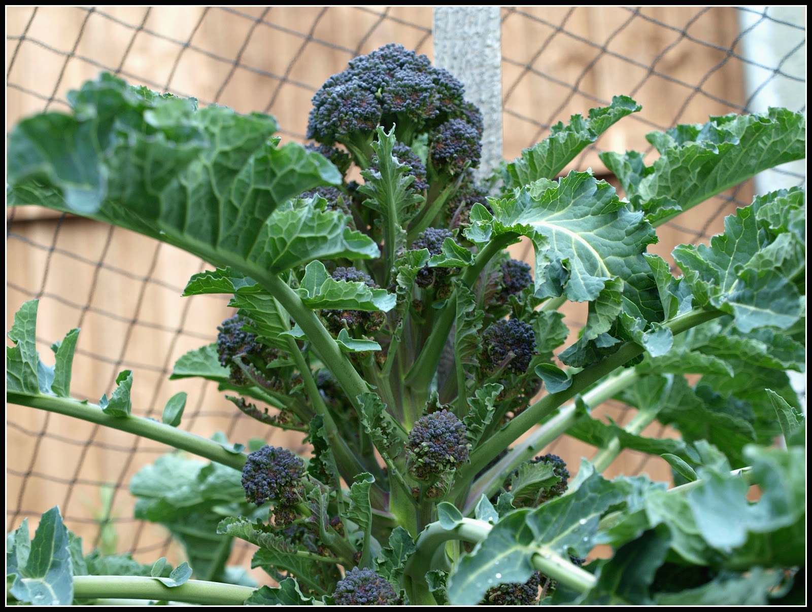 Mark's Veg Plot Purple Sprouting Broccoli