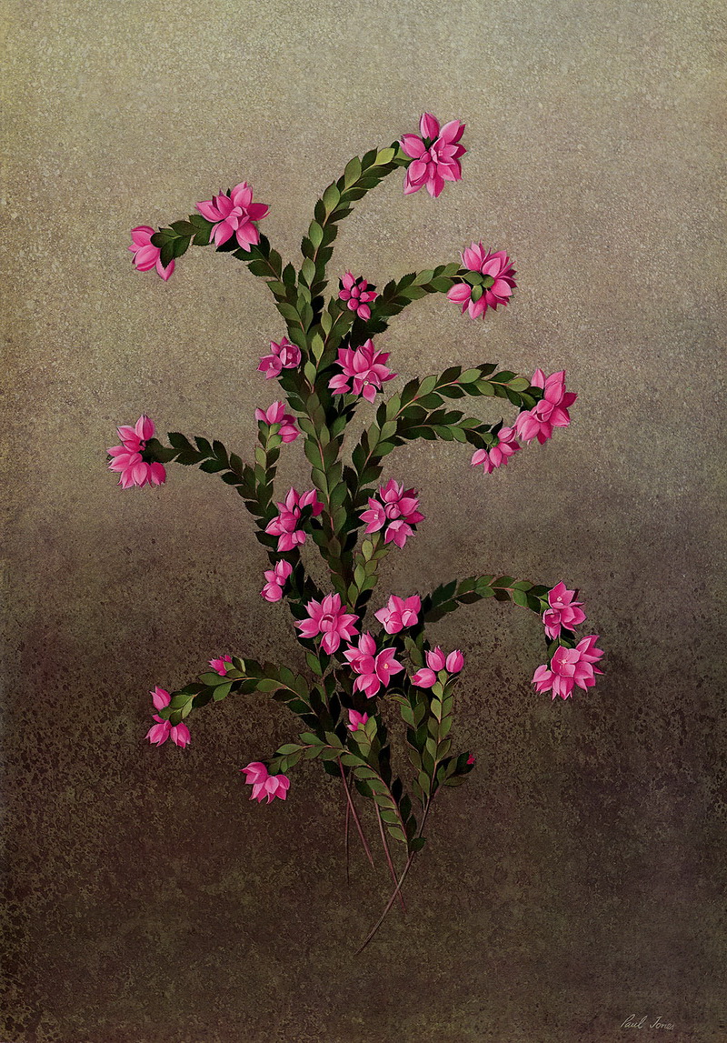 Paul Jones 1921-1997 ~ pintor australiano | Flores de Mayo 
