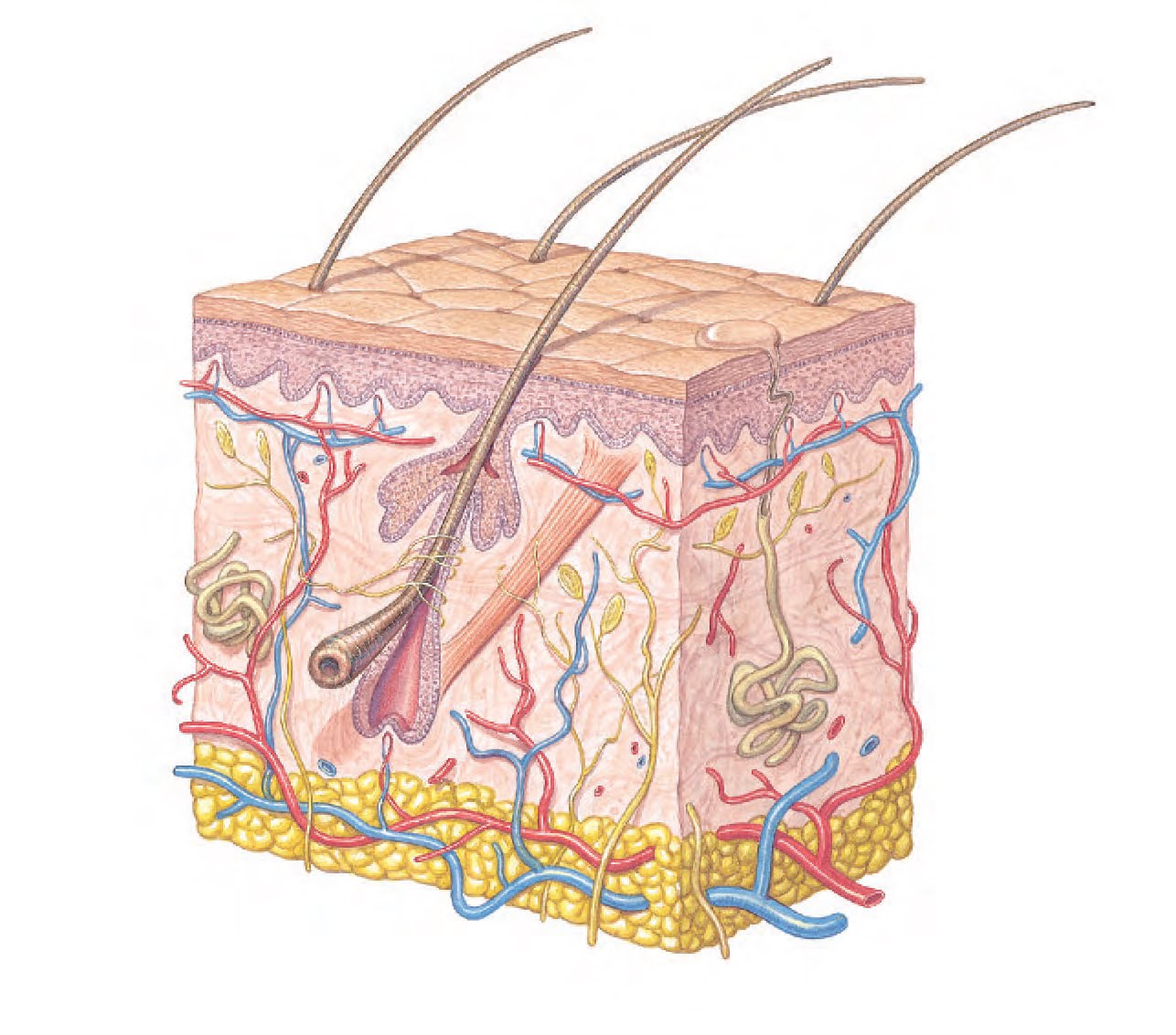 co receptivo de la piel dermatologia estructura y funciones de la piel co receptivo de la piel dermatologia estructura y funciones de la piel