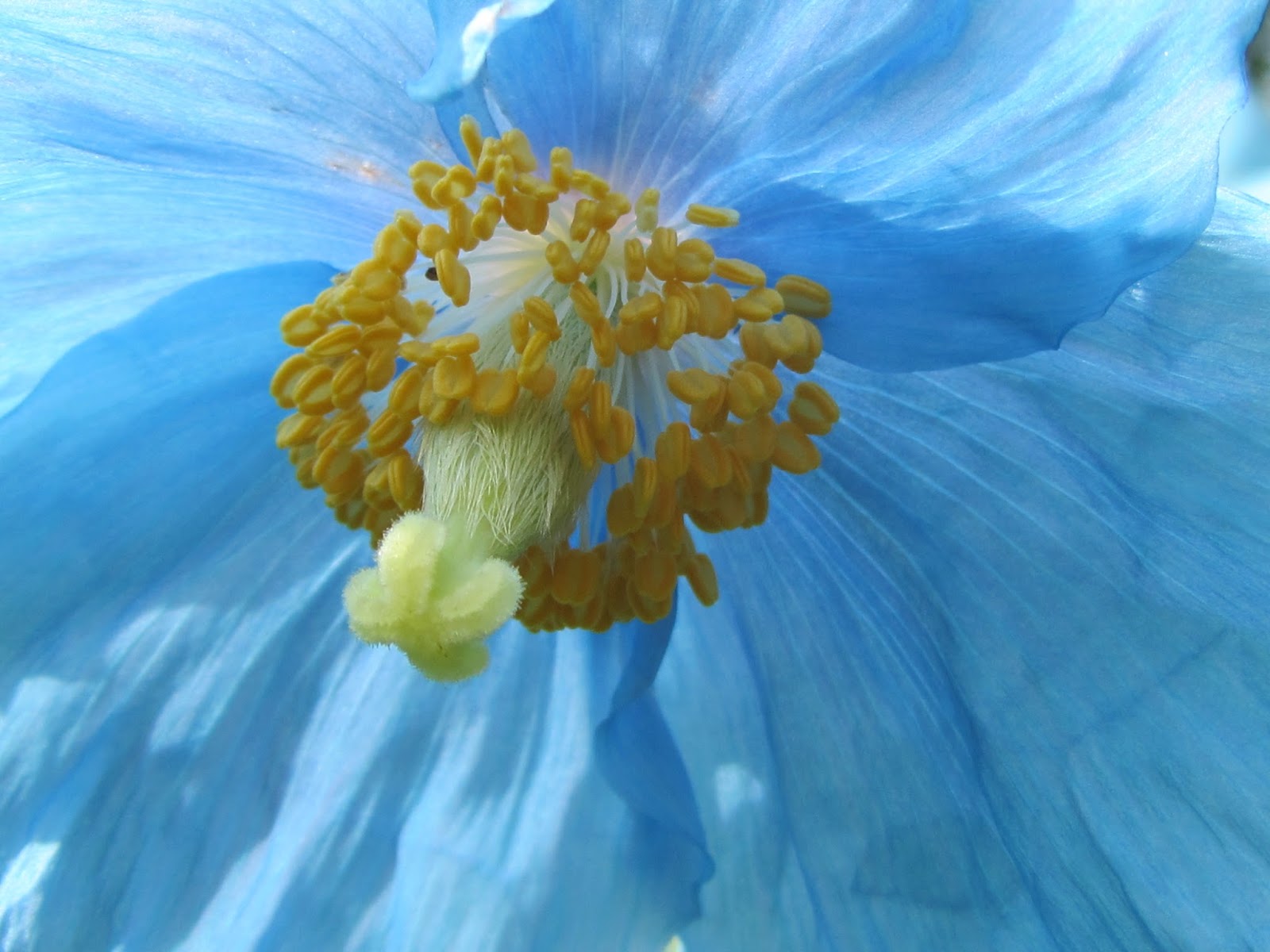 Jan wilde een tuin: juni 2013