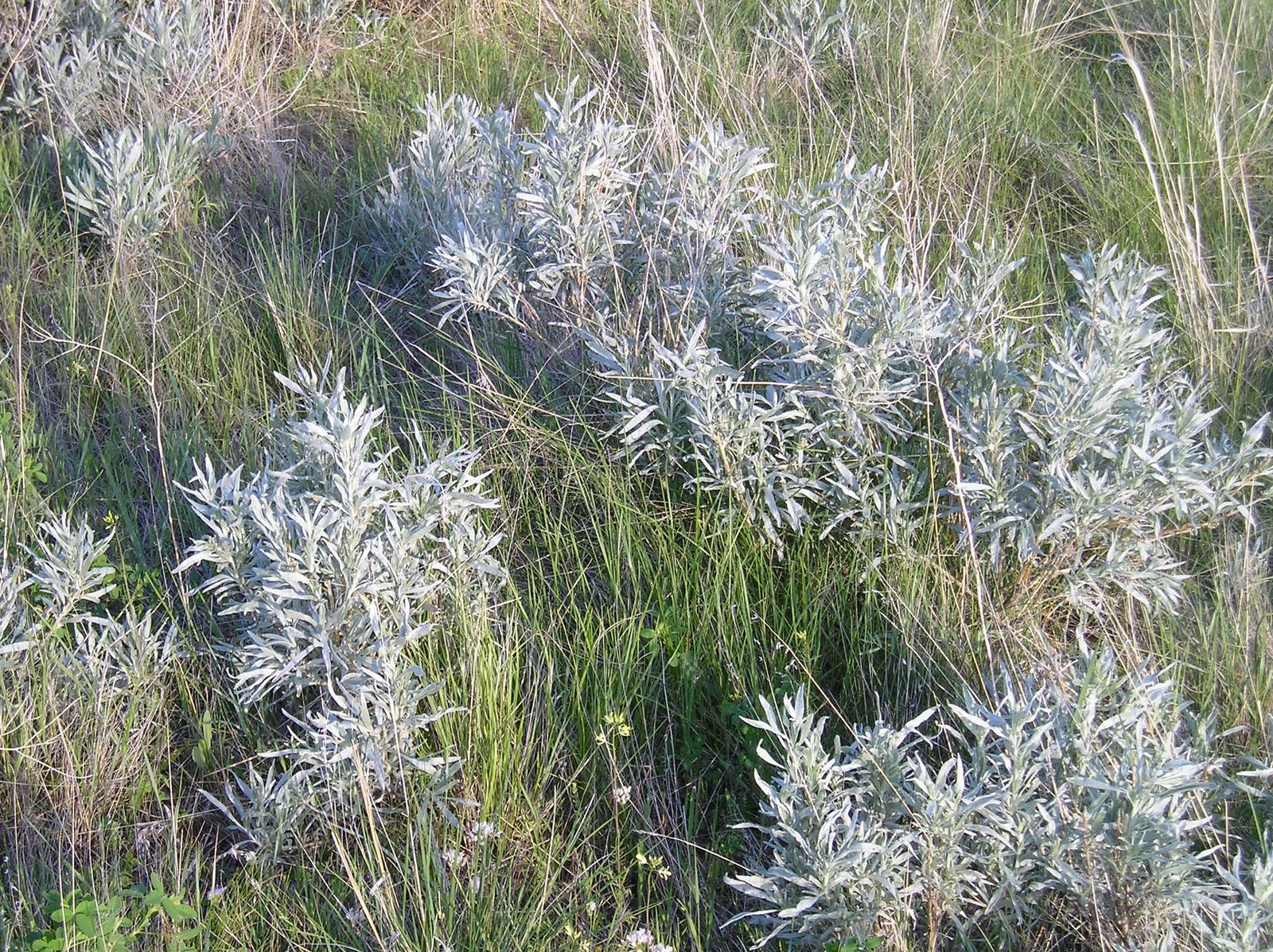 Medicinal Plants of Johnson County, Wyoming June 2011