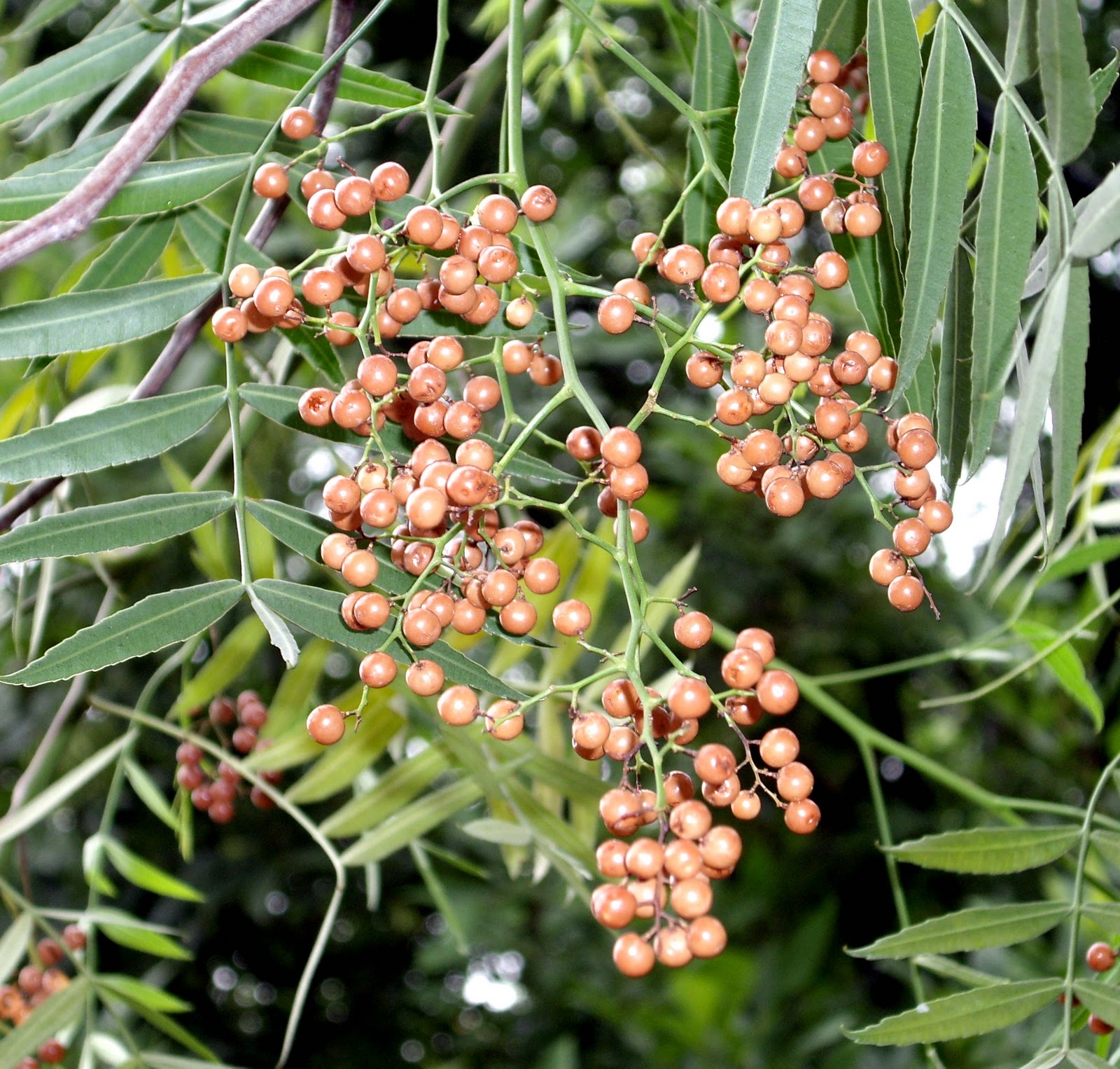 Arboles del Parque Tres de Febrero Arboles por orden alfabético