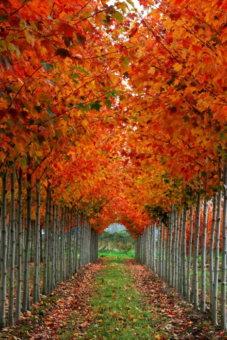 it s written on the wall gotta see amazing photos of fall scenery so many colors it s written on the wall gotta see amazing photos of fall scenery so many colors