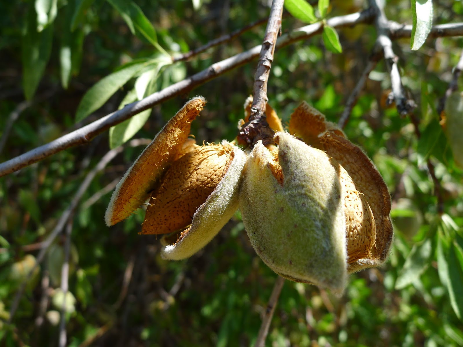 a description of almond nuts from the almond tree Almond tree seed (almond nut) description almond tree flowers appear singly or in pairs before the leaves in early spring, and are pale pink through to white, 3 to 5 . a description of almond nuts from the almond tree Almond tree seed (almond nut) description almond tree flowers appear singly or in pairs before the leaves in early spring, and are pale pink through to white, 3 to 5 .