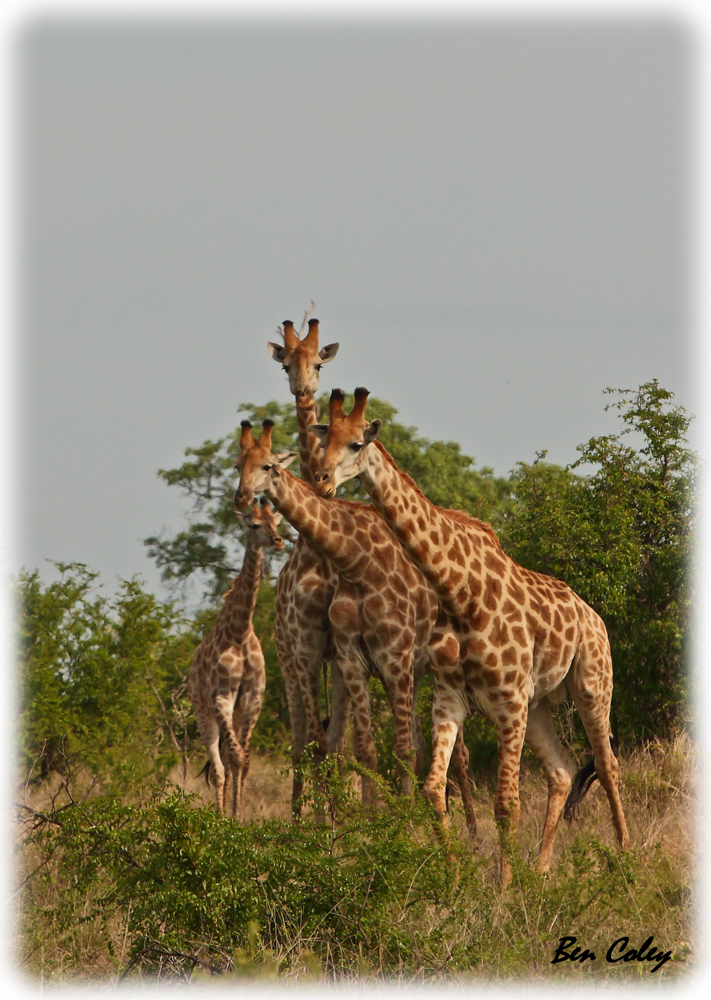 Tails of the Bush A Tall Story