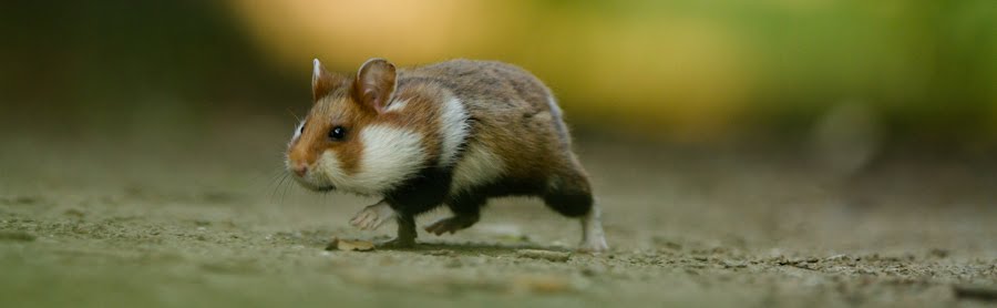 Naturfotografie Christoph Kaula