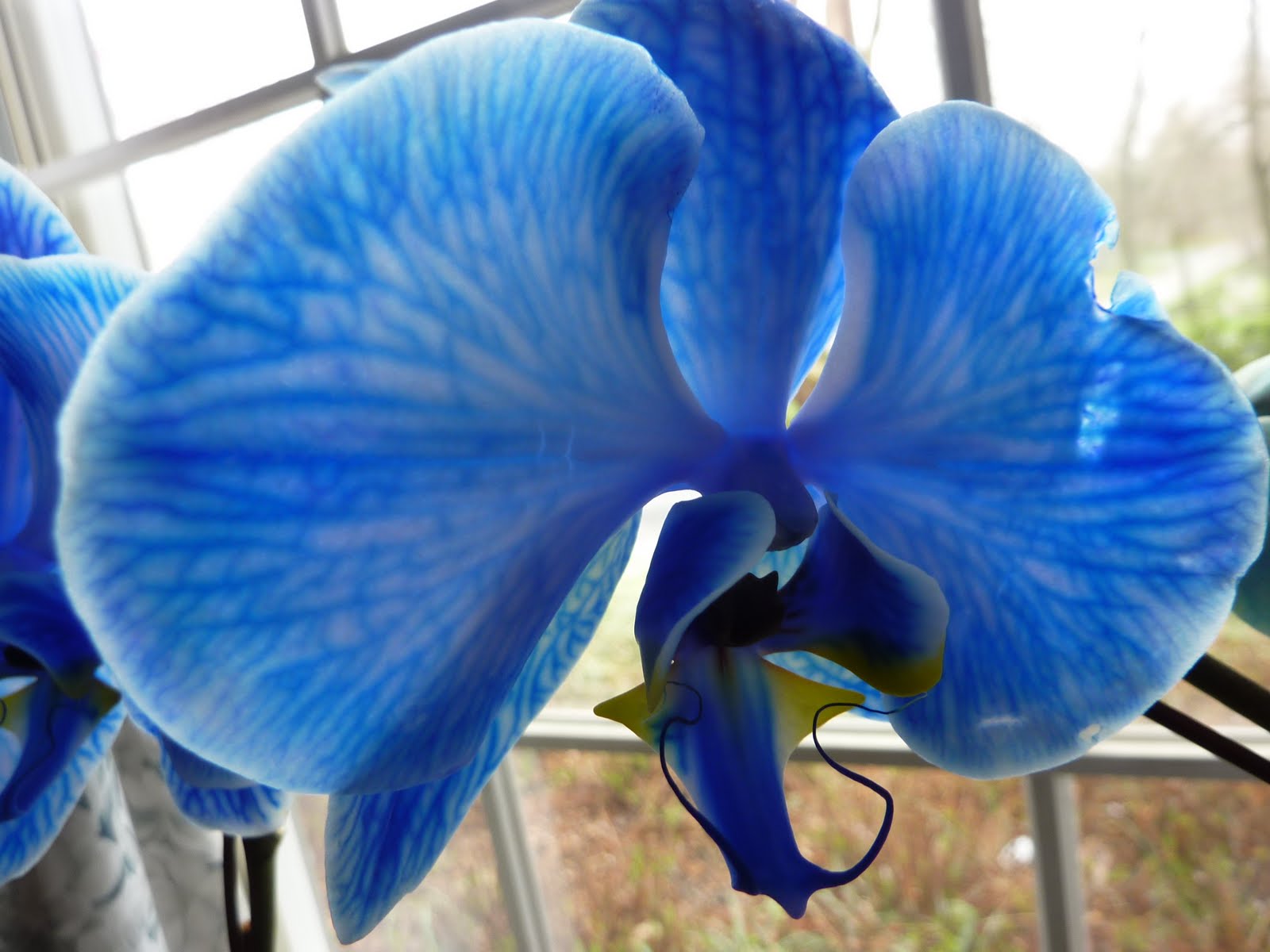 Blooming Hill Lavender Farm Blue Orchid