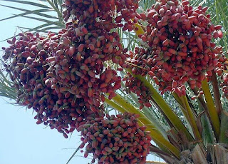 http://4.bp.blogspot.com/-ZTko6Gaz7vw/TgmRism6D4I/AAAAAAAABOA/89h-xs5ZT2U/s320/pohon-kurma.jpg