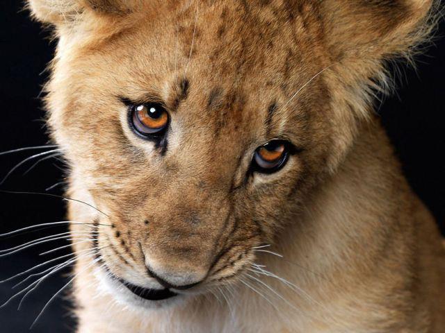 Cutest-Wild-Baby-Animals-CUTE+ANIMALS+PHOTOS+BABY+ANIMALS+BEAUTIFUL+ANIMALS+BEAUTIFUL+CATS+BEAUTIFUL+DOGS+ENJOY+FREEDOM+NATURE+suresh+koyal+picsvan.bl+(16).jpg