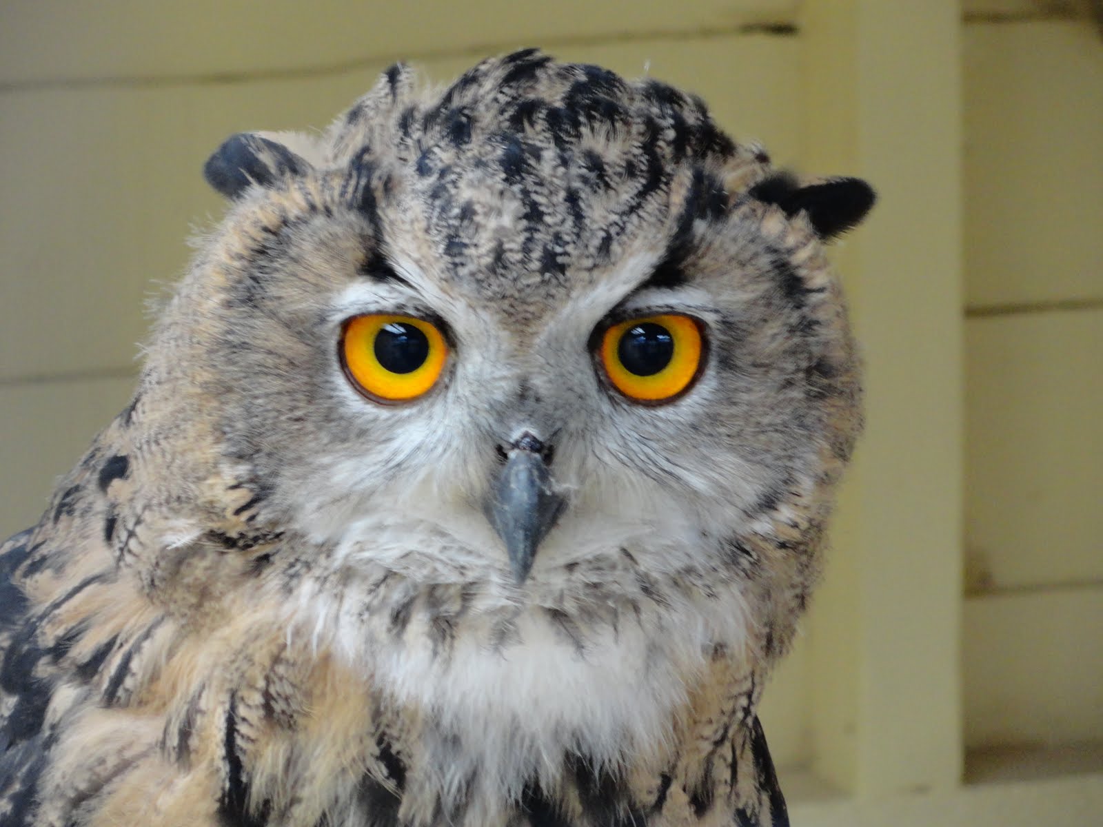 A Treasured Past: England; Animals