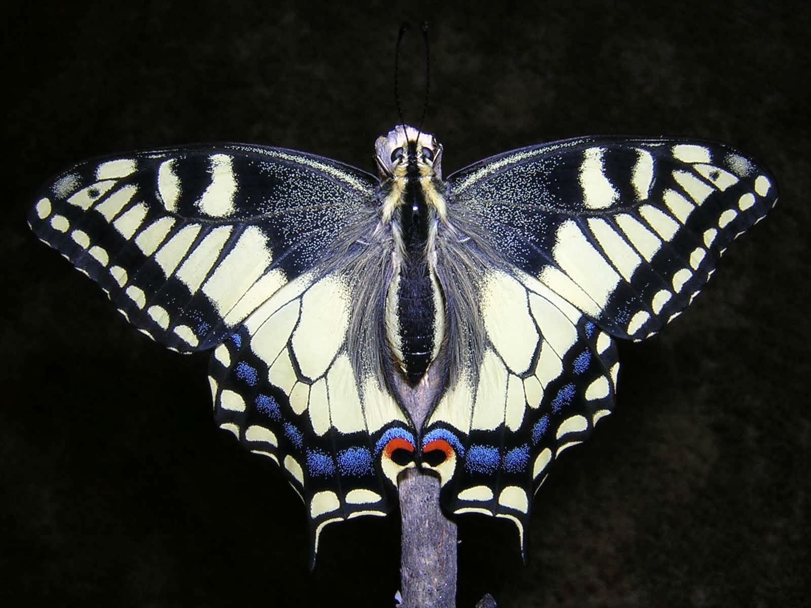 Northwest Butterflies Species profile Oregon Swallowtail