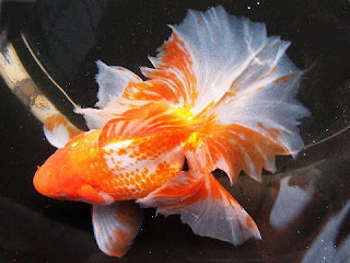 Goldfish Chef orange