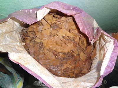 dried leaves for composting
