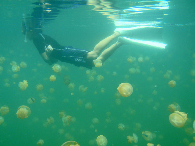 بالصوى بحيرة قناديل البحر .. هجرة الملايين من قناديل البحر الذهبية Jellyfish+lake+palau+23