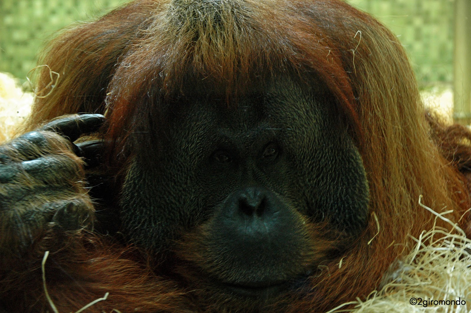 Orango, Zoo di Berlino Zoologischer Garten