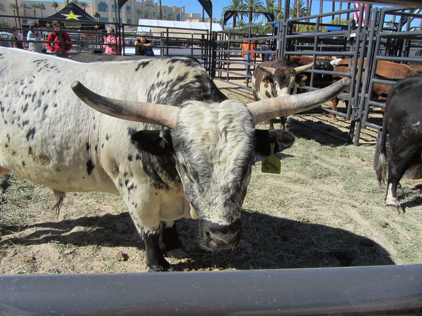 SNOTITUDE Bucking Bull Blog Mini Bulls = Major Snotitude!