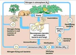 Gambar Ciri-Ciri Bakteri Nitrifikasi