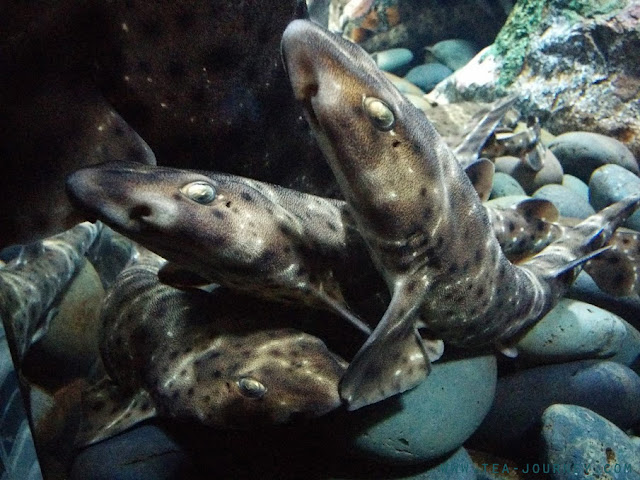 Toronto Ripley's Aquarium of Canada Shark Reef