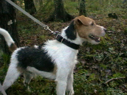 dejta en tjock kille