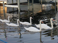 White swans