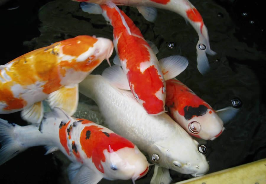 foto ikan koi