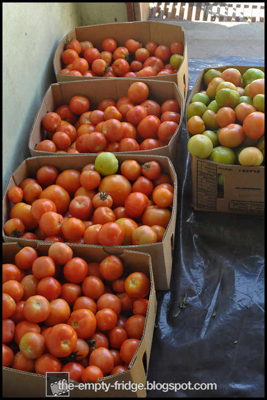 The Empty Fridge. Tomato Sauce Day Italian Backyard Style.