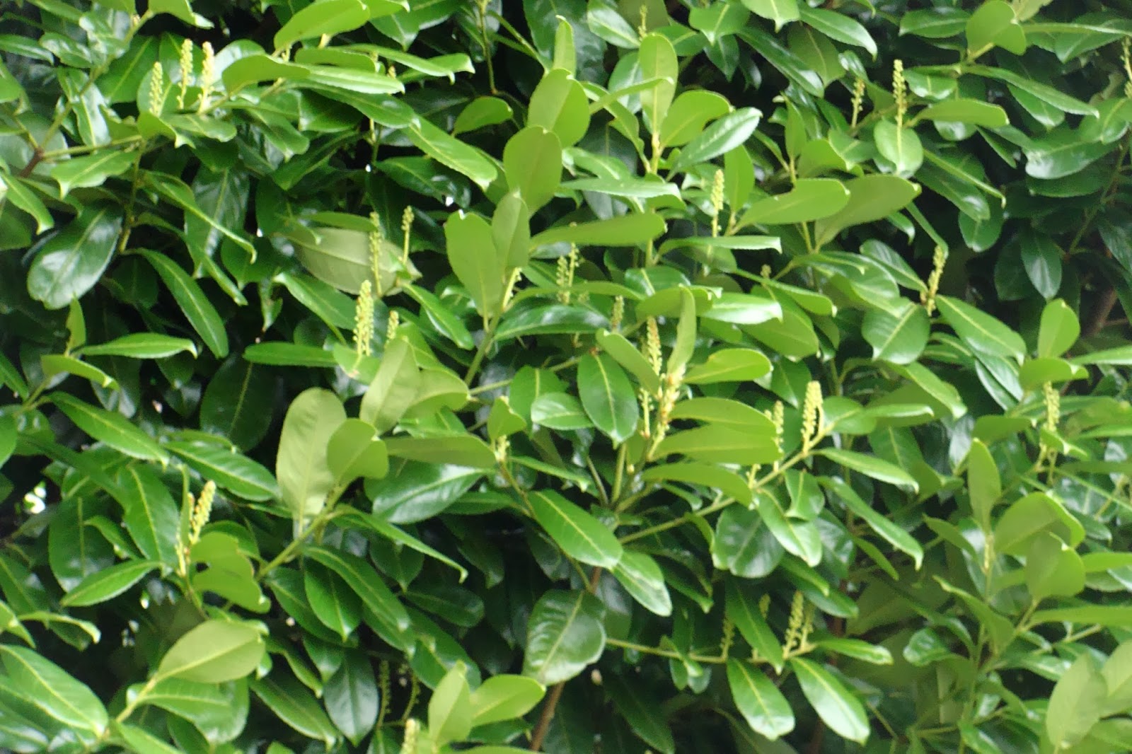 Gifting Trees The Beauty Leaf
