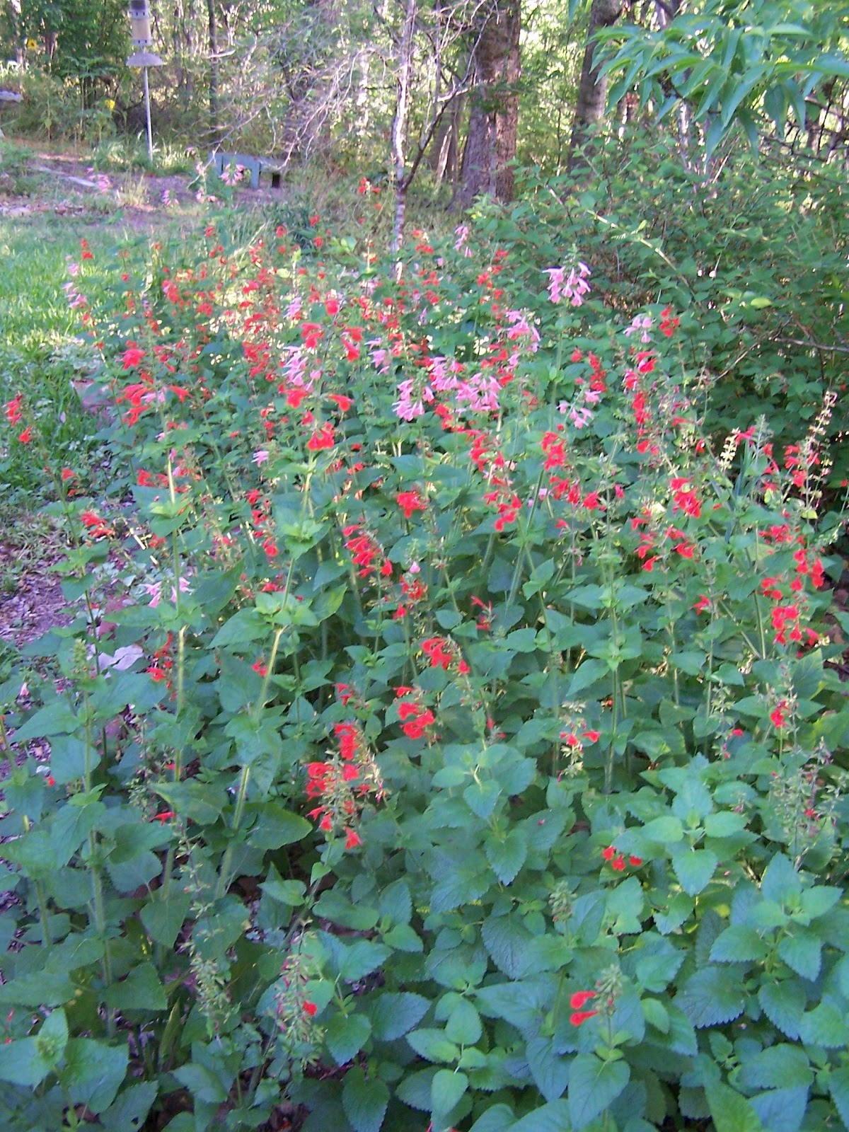 The Nature Dude louisiana hummer plants