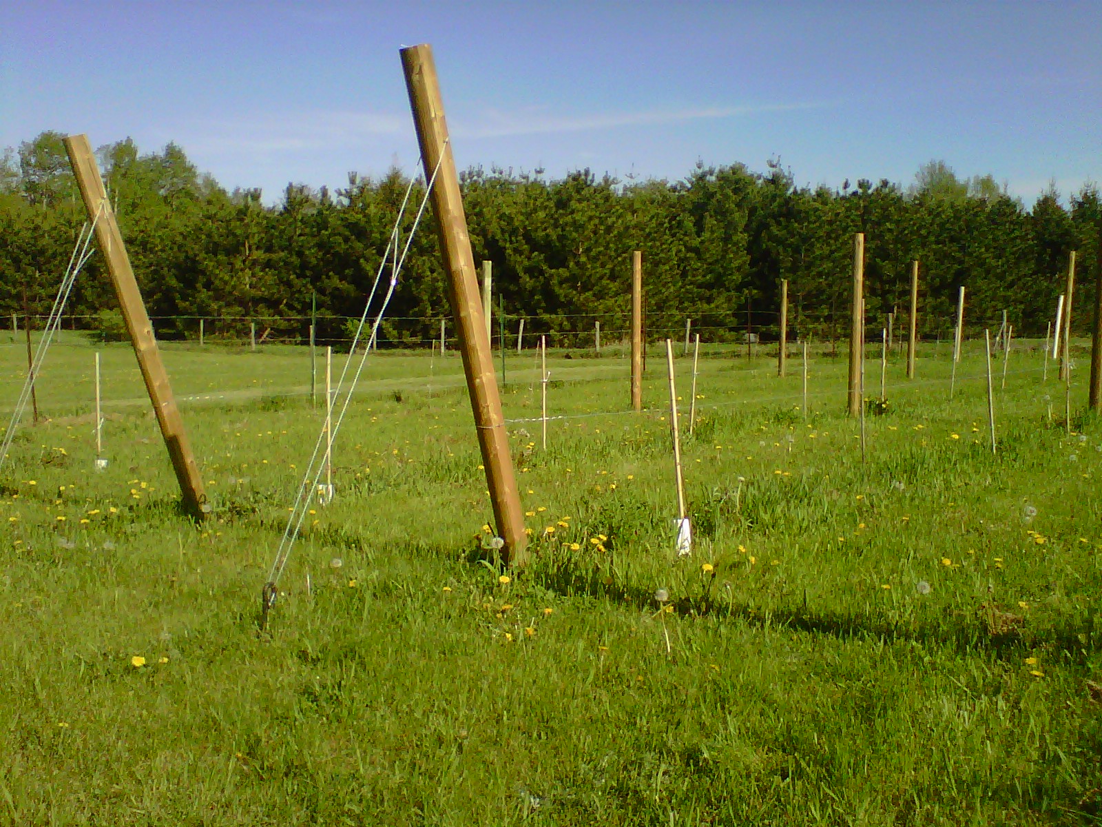 Northern Grapes trellis