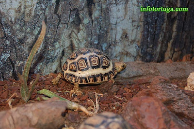 Stigmochelys pardalis - Tortuga leopardo