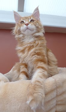 Tyga Maine Coon