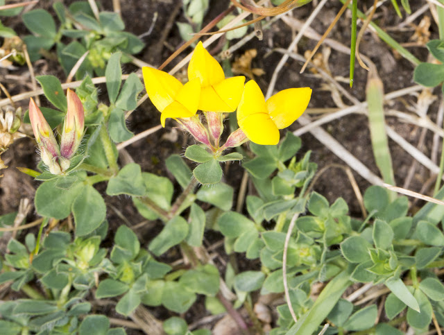 Common Bird's-foot Trefoil, Lotus corniculatus. Hayes Churchyard. 4 May 2015. Common Bird's-foot Trefoil, Lotus corniculatus. Hayes Churchyard. 4 May 2015.