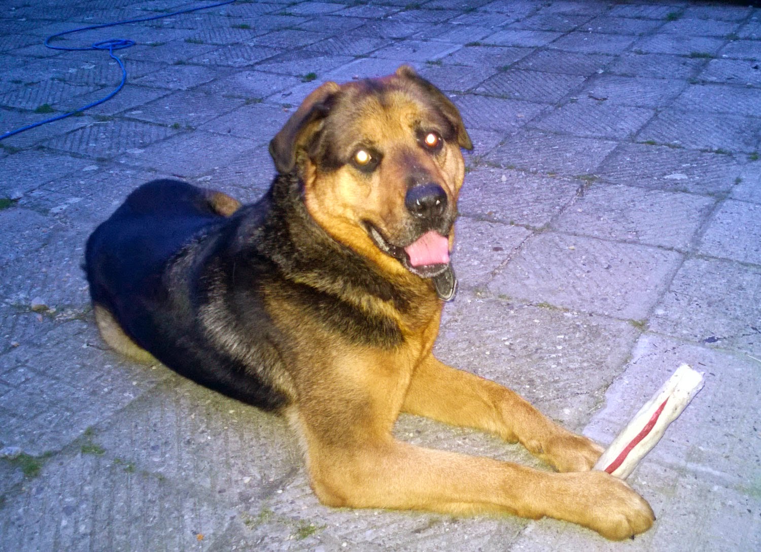 Rambo and his chew Rambo and his chew