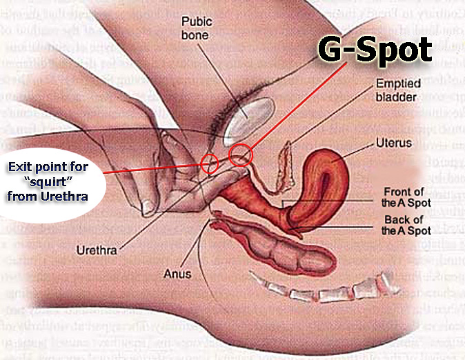 Jan 2015 “INTRODUCTION: During sexual stimulation, some women report the discharge
. how to squirt during sex Shejaculation: Or How I Learned To Stop Worrying And Love The.