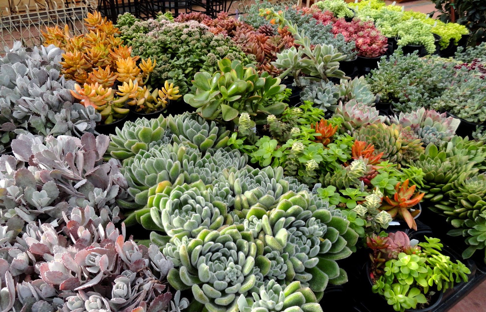 danger garden Low light succulents?