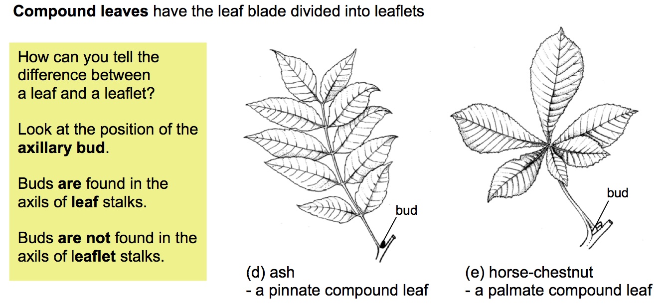 Candy Dichotomous Key
