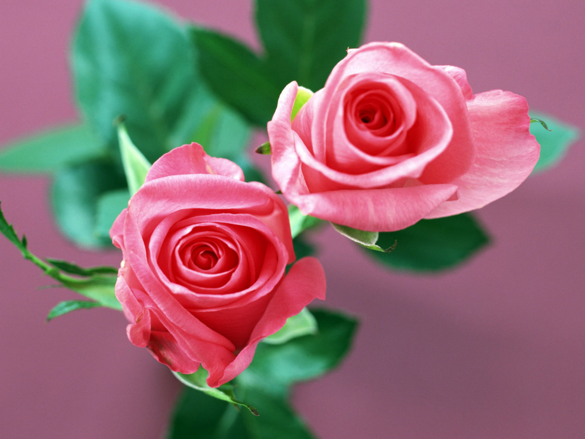 rose flowers wallpapers real hd wallpapers