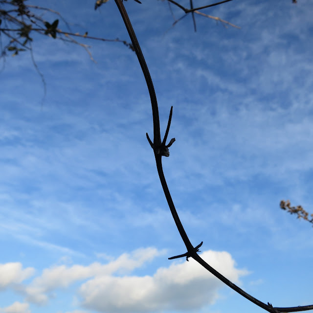 Curve of wild clematis branch (I think!) against a blue sky