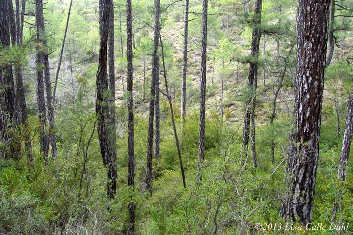 Descubriendo hojas La Povedilla