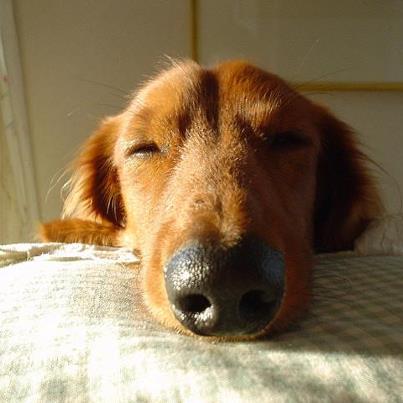 dormidos dormidos