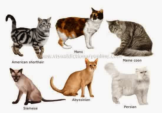 jenis jenis kucing jenis jenis kucing