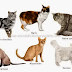 Jenis Kucing Yang Ada di Dunia