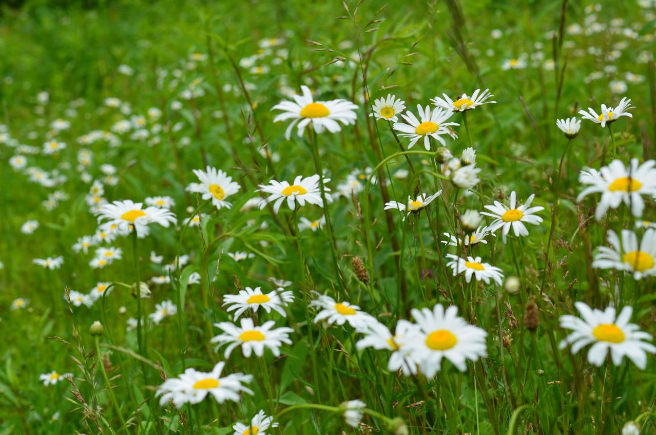 Flower Hill Farm June Wildflowers for 'National Pollinator Week'