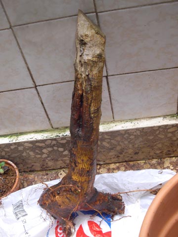 Bonsái: Historia del Arce Campestre